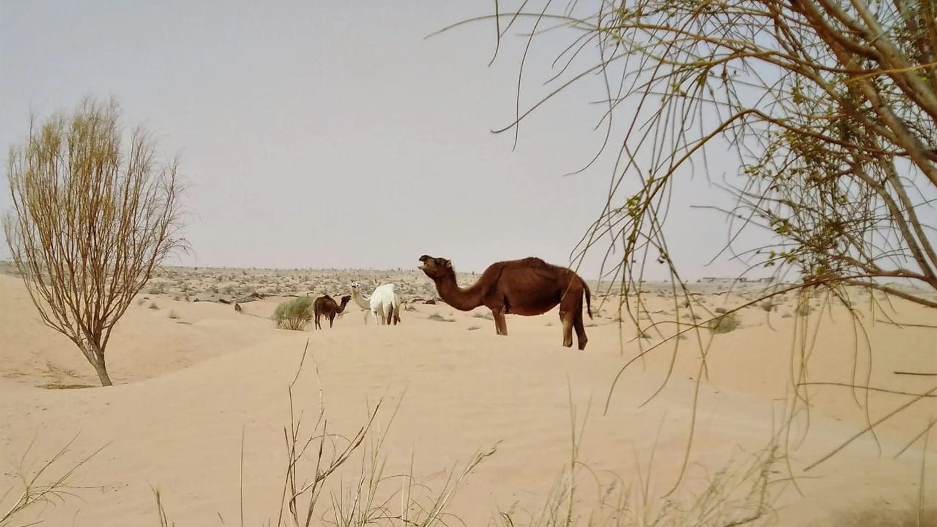 Randonnée Trek dans le désert Tunisien du Sahara